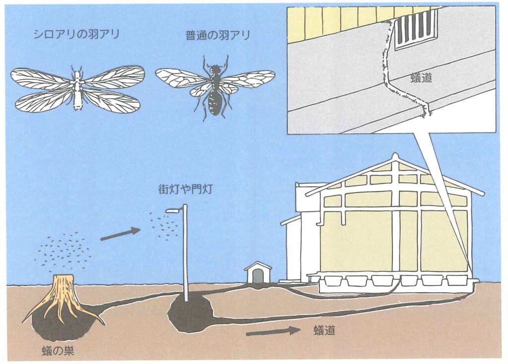 害虫・害獣への対策方法｜シロアリ・スズメバチ・ゴキブリ・キクイムシ・ネズミ・カラス